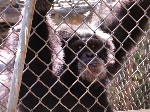 One of the 8 chimps before relocation